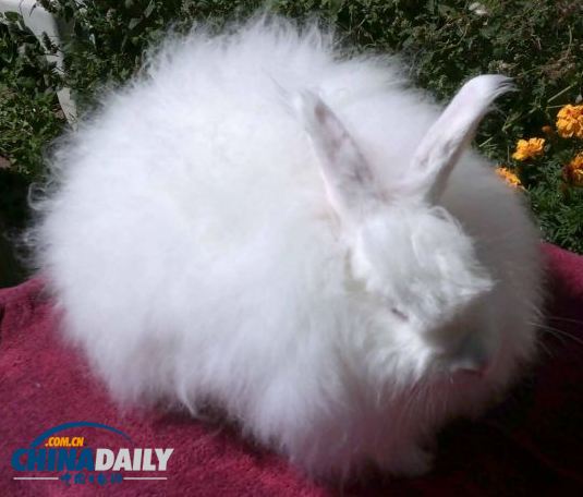 档案曝光纳粹怪诞计划 饲养安哥拉兔为军官织毛衣