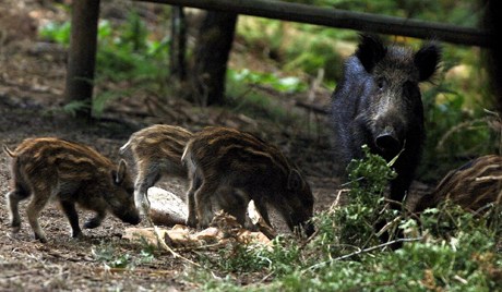 哈巴罗夫斯克警方在中心市场击毙一头野猪。