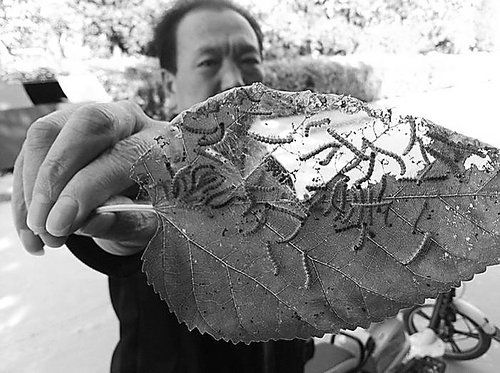 河北多地遭毛毛虫袭击 虫子爬满院孩子不敢回家