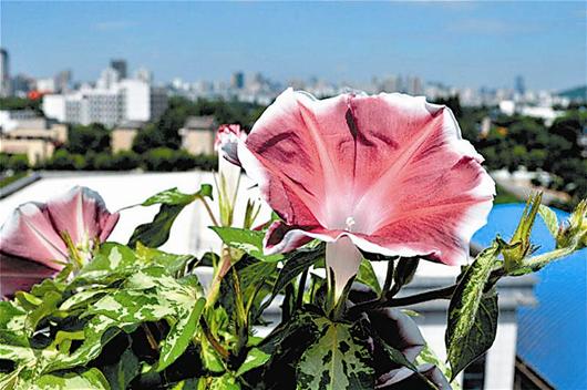 楚天都市报讯 图为：郑鹏宇种的牵牛花