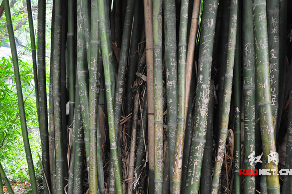 岳麓书院竹林屡遭刻字 游客质疑为何不设警示