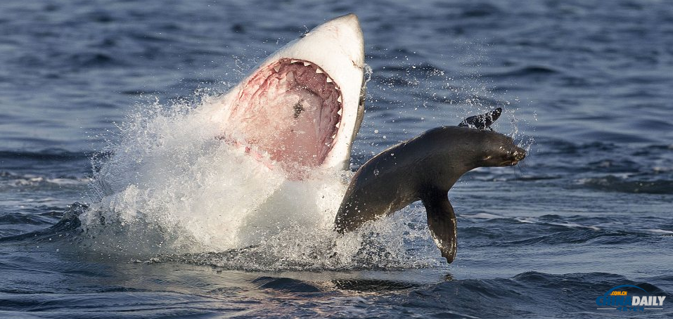 大白鲨鼻尖保持平衡！智勇小海豹死里逃生