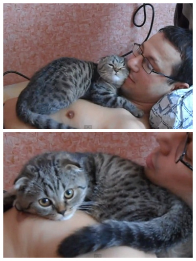 猫咪疯狂磨蹭男主人脸颊宣示“他是我的”（图）