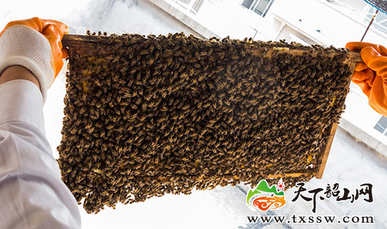 韶山养蜂人提取蜂蜜全过程(组图)