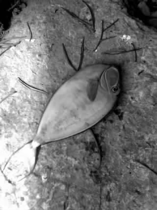 广西水族馆内热带鱼频死疑为游客闪光灯所致_