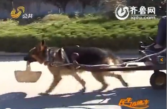 最萌狗狗“虎儿”嘴里还叼着果篮。