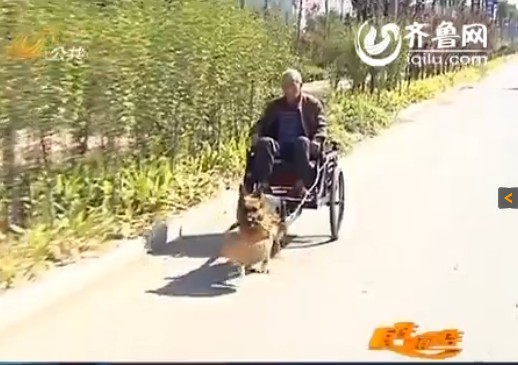 最萌狗狗“虎儿”拉着主人下地干活。