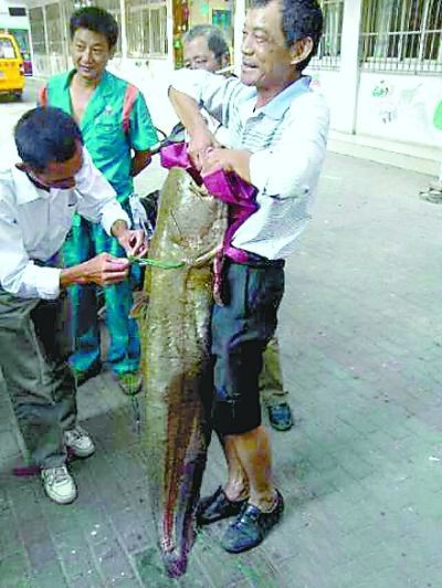 鲶鱼太大,老邵双手才能拎起 网友供图