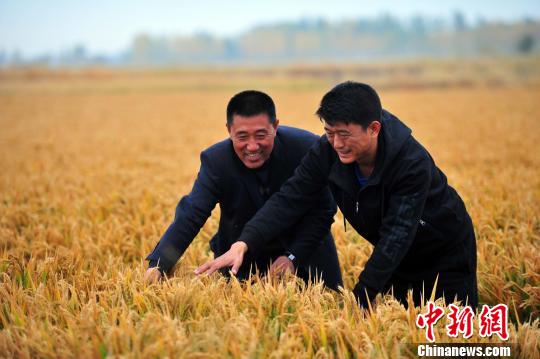 育种专家周晓东（右）与种粮大户于会怀（左）在沈阳水稻田地里查看，用新催芽拔术培育水稻硕果累累。　于海洋　摄
