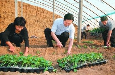 省委书记张宝顺并与乡亲们一起栽培黄瓜秧苗。