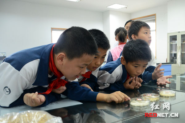 孩子们在仔细观察米的样品