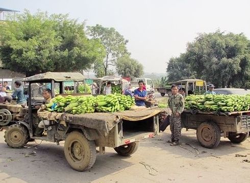 大批蕉农在路边卖熟蕉