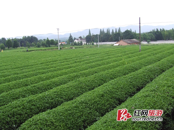 湖南开心农业发展有限公司生产基地一角。资料图