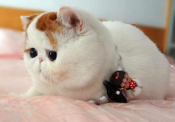 包子脸的史努比猫 丰腴身材呆萌大眼睛_环球频道_红网