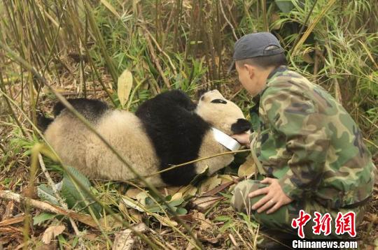 全球首只回归自然熊猫成功回捕适应良好（图）