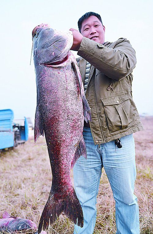 河北保定渔民捕获42斤重花鲢“鱼王”(图)