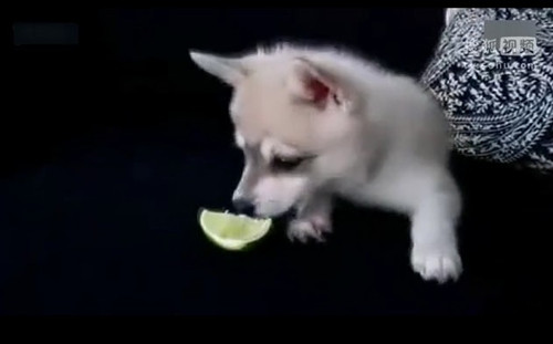 [视频]狗狗吃柠檬之后的抽筋反应