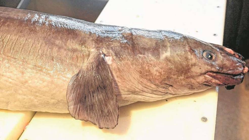 德国渔民捕获世界最大鳗鱼 长2.4米重75公斤(组图)