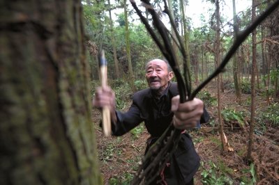 92岁老人41年种树50多万株