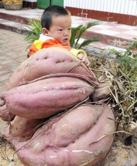 红薯界的“土豪”