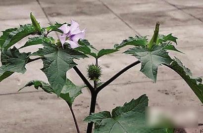 一家三口吃“情花”中毒 丈夫产幻觉勒索20万