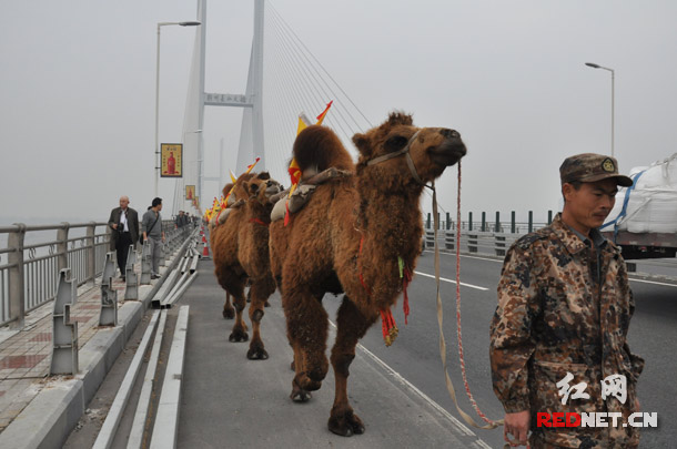 重走茶叶之路驼队，经历过6个多月的长途跋涉，在跨越黄河后，又成功跨越长江，将进入湖南，驮运茶叶。