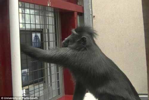 猕猴也爱玩平板电脑可放松心情增加感情（组图）