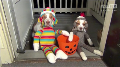 [视频]二货主人快住手 狗狗超搞笑造型 要被玩