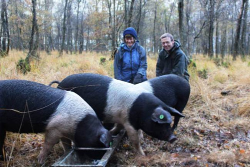 三只小猪逃出农场闲逛回来后体重增加一倍（图）
