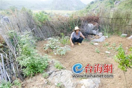 　▲马老汉告诉民警，金链子就埋在这块菜地里