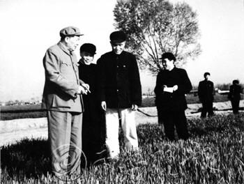 　　1959年4月13日,毛泽东主席来济南视察,察看历城县东郊人民公社大辛庄生产队的麦田管理情况。