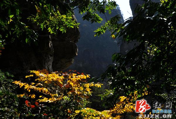 杨家界成武陵源冬季旅游新“名片” 自助游客同比增两倍