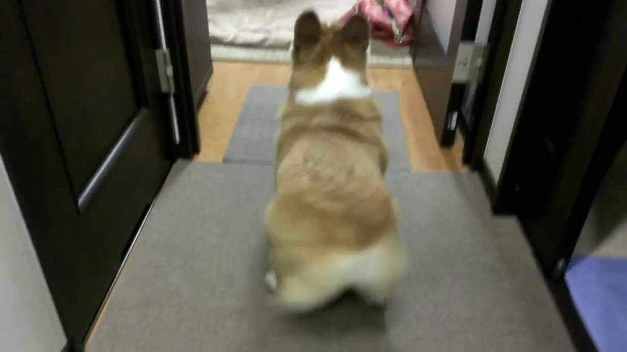 [视频]可爱柯基犬电臀舞 萌呆了!