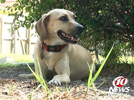 名叫“媚比琳”的英勇流浪狗。