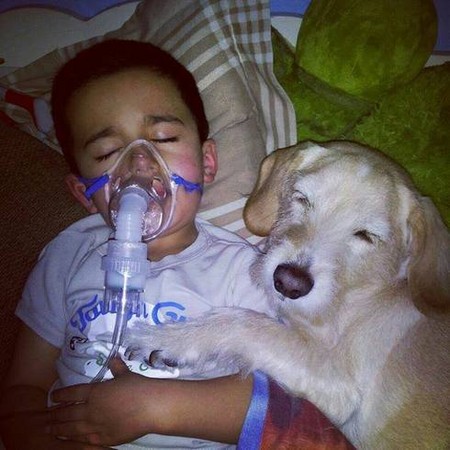 狗狗神勇护人感人至深:流浪犬救遭性侵女孩(图)