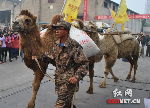 驼队运输湖南黑茶，踏上“重走茶叶之路”。