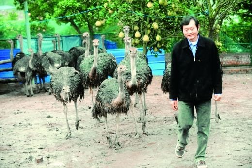高强给乡亲免费建的别墅旁的鸵鸟养殖场。