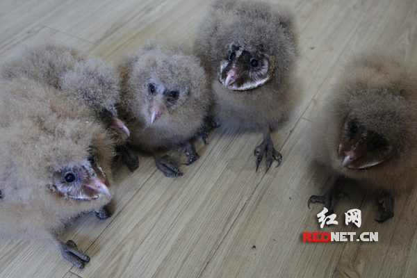 5只怪鸟吓坏老农 原是国家二级野生保护动物猴面鹰