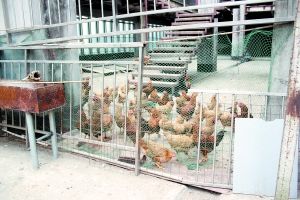 写字楼楼顶养百只土鸡被投诉 物业：将尽快吃掉