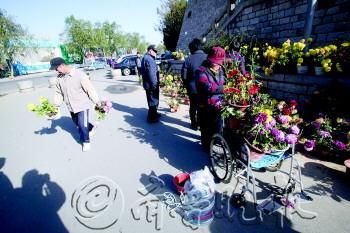 网上传播的济南市民“哄抢菊花”的照片,实际上是市民在管理部门的允许下,把菊展剩下的菊花再利用。