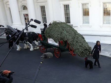 圣诞树抵达白宫美国第一夫人携女儿迎接（图）