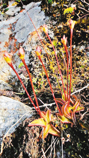 在太白山拍摄的高山捕虫堇。驴友“旷野的风”摄（图片转自：西安晚报）