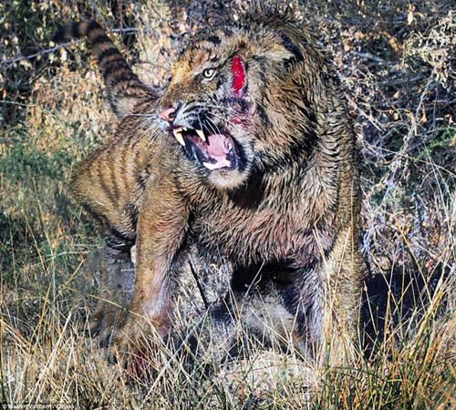 猛虎“血战”场面令人心惊利爪撕扯血淋淋（图）（4）
