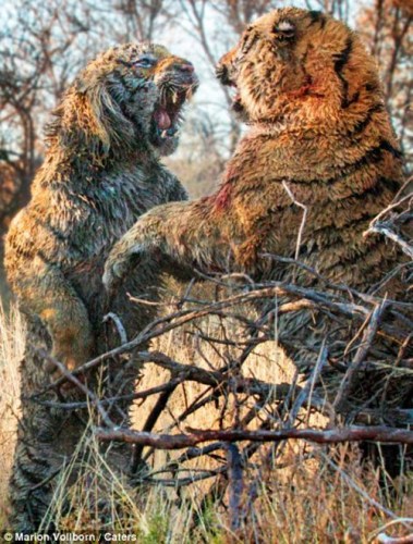 猛虎“血战”场面令人心惊利爪撕扯血淋淋（图）（5）