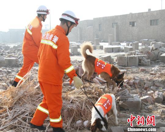 图为消防官兵利用搜救犬搜救被困群众。 汪渝 摄