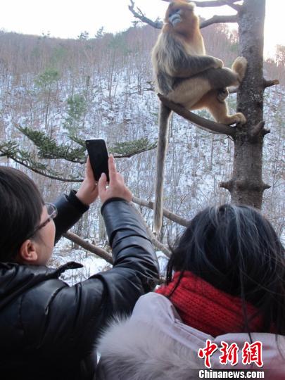 金丝猴“摆着POSS”供人拍照 罗永斌 摄