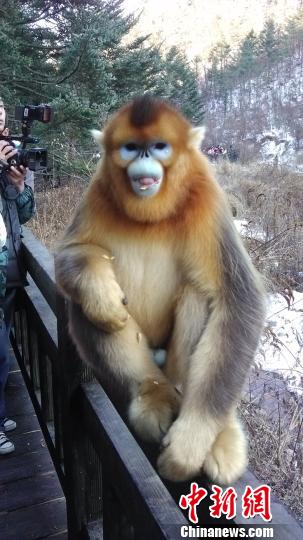 聪明可爱的金丝猴 董晓斌 摄