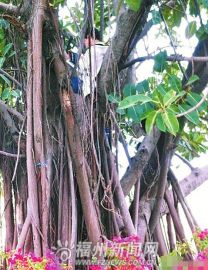 福建农林大学现“学霸”跨坐榕树树杈上读书(图)