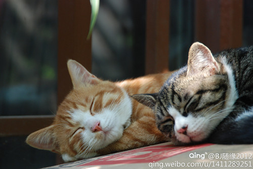 [视频]治愈系 睡梦中的可爱小猫咪们合集
