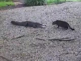 [视频]实拍鳄鱼与霸气喵星人对峙被吓退